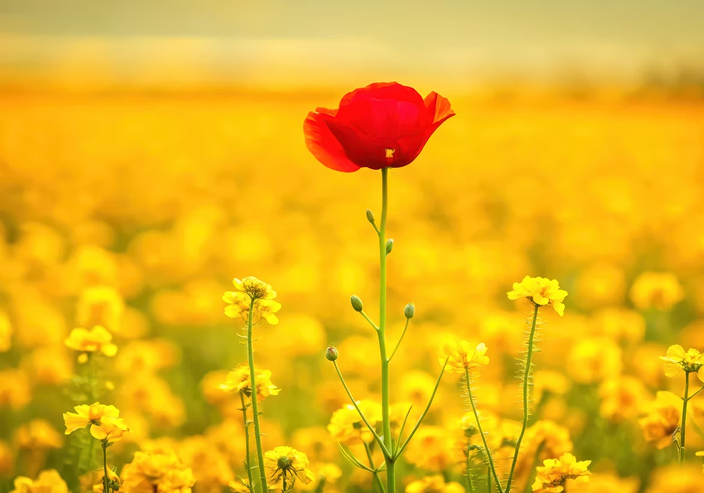 A single red poppy stands tall in a yellow flower field.