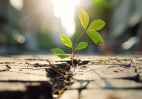 Small plant thriving in concrete crack